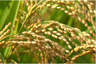 8名院士成都種田，生產(chǎn)出的川米打敗泰米，或?qū)⒊蔀椴妥辣睿? />
						</a>
					</div>
					<div   id=