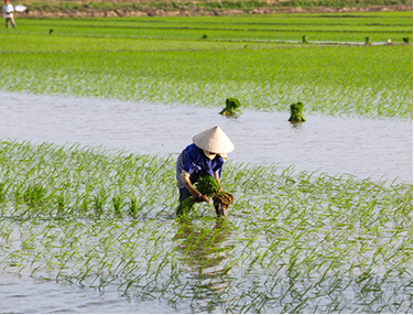 野香優(yōu)9號(hào)品種高產(chǎn)栽培技術(shù)