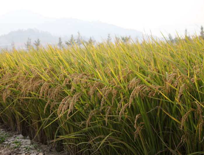 浙糯優(yōu)1號(hào)